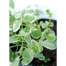 Барвінок великий Варієгата | Барвинок большой Вариегата | Vinca major Variegata