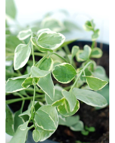 Барвінок великий Варієгата | Барвинок большой Вариегата | Vinca major Variegata