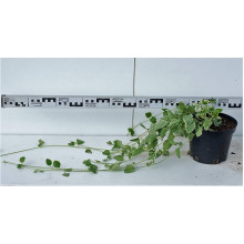 Барвінок великий Варієгата | Барвинок большой Вариегата | Vinca major Variegata