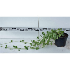 Барвінок великий Варієгата | Барвинок большой Вариегата | Vinca major Variegata