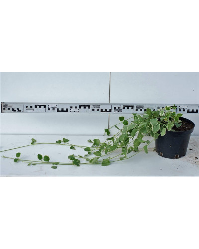 Барвінок великий Варієгата | Барвинок большой Вариегата | Vinca major Variegata
