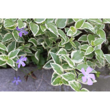 Барвінок великий Варієгата | Барвинок большой Вариегата | Vinca major Variegata