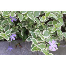 Барвінок великий Варієгата | Барвинок большой Вариегата | Vinca major Variegata