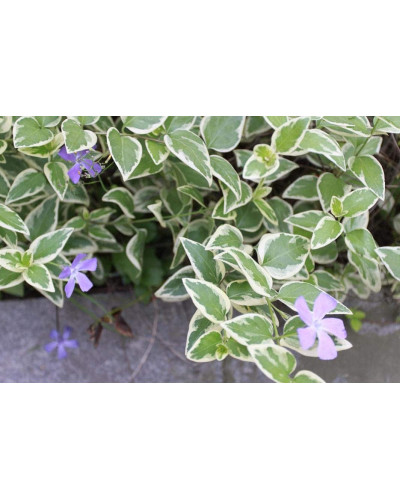 Барвінок великий Варієгата | Барвинок большой Вариегата | Vinca major Variegata