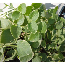 Барвінок великий Варієгата | Барвинок большой Вариегата | Vinca major Variegata