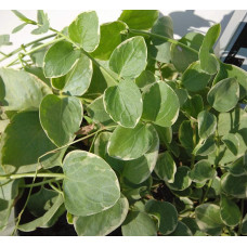 Барвінок великий Варієгата | Барвинок большой Вариегата | Vinca major Variegata