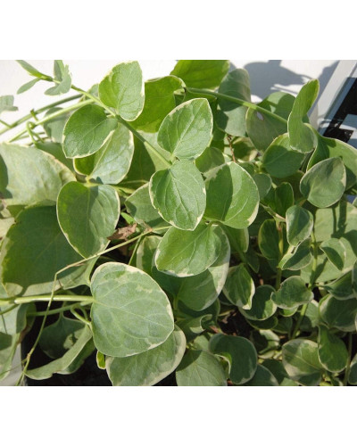 Барвінок великий Варієгата | Барвинок большой Вариегата | Vinca major Variegata