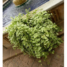 Барвінок великий Варієгата | Барвинок большой Вариегата | Vinca major Variegata