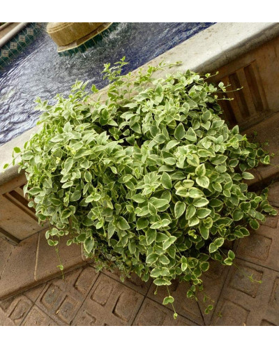 Барвінок великий Варієгата | Барвинок большой Вариегата | Vinca major Variegata