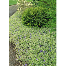 Барвінок великий Варієгата | Барвинок большой Вариегата | Vinca major Variegata