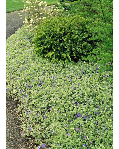 Барвінок великий Варієгата | Барвинок большой Вариегата | Vinca major Variegata