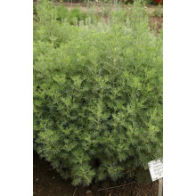 Полин лимонний | Полынь лимонная | Artemisia balchanorum