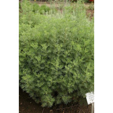 Полин лимонний | Полынь лимонная | Artemisia balchanorum