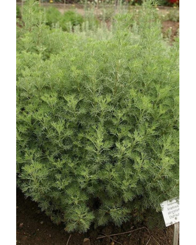 Полин лимонний | Полынь лимонная | Artemisia balchanorum