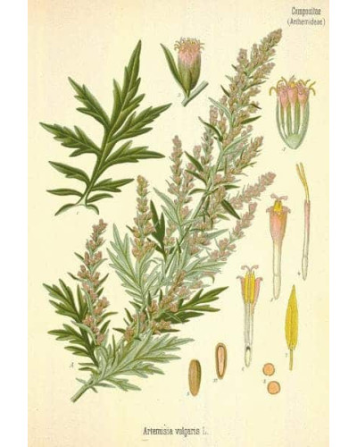 Полин лимонний | Полынь лимонная | Artemisia balchanorum