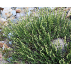Полин лимонний | Полынь лимонная | Artemisia balchanorum