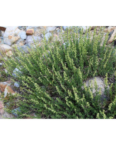 Полин лимонний | Полынь лимонная | Artemisia balchanorum