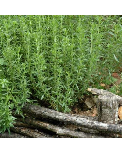 Полин лимонний | Полынь лимонная | Artemisia balchanorum