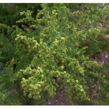 Полин лимонний | Полынь лимонная | Artemisia balchanorum