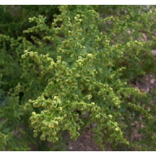 Полин лимонний | Полынь лимонная | Artemisia balchanorum