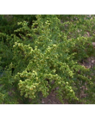 Полин лимонний | Полынь лимонная | Artemisia balchanorum