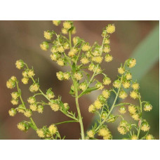 Полин лимонний | Полынь лимонная | Artemisia balchanorum