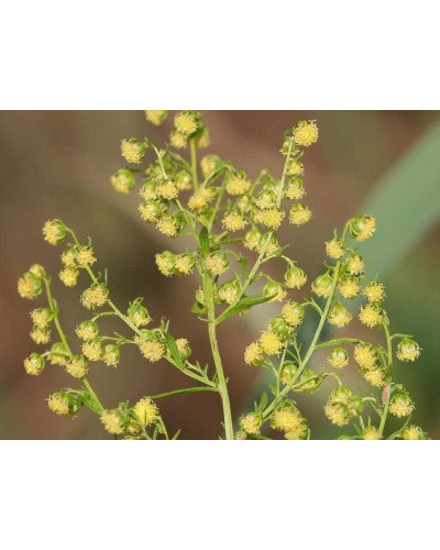 Полин лимонний | Полынь лимонная | Artemisia balchanorum