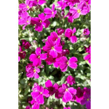 Обрієта гібридна Каскад Ред (червона) | Aubrieta hybrida Red Cascade (red) | Обриета гибридная Каскад Ред (красная)