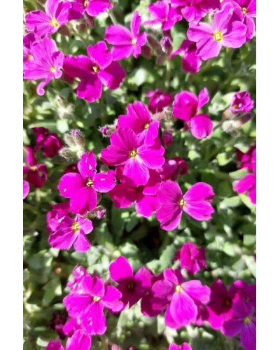 Обрієта гібридна Каскад Ред (червона) | Aubrieta hybrida Red Cascade (red) | Обриета гибридная Каскад Ред (красная)