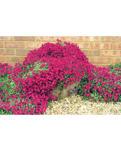 Обрієта гібридна Каскад Ред (червона) | Aubrieta hybrida Red Cascade (red) | Обриета гибридная Каскад Ред (красная)