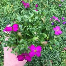 Обрієта гібридна Каскад Ред (червона) | Aubrieta hybrida Red Cascade (red) | Обриета гибридная Каскад Ред (красная)