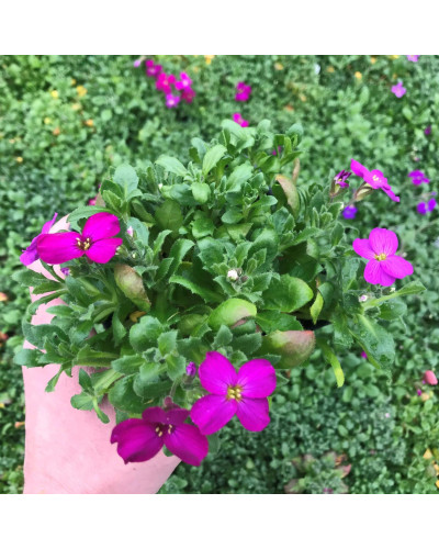 Обрієта гібридна Каскад Ред (червона) | Aubrieta hybrida Red Cascade (red) | Обриета гибридная Каскад Ред (красная)