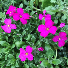 Обрієта гібридна Каскад Ред (червона) | Aubrieta hybrida Red Cascade (red) | Обриета гибридная Каскад Ред (красная)