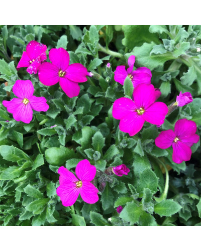Обрієта гібридна Каскад Ред (червона) | Aubrieta hybrida Red Cascade (red) | Обриета гибридная Каскад Ред (красная)