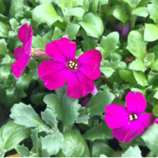 Обрієта гібридна Каскад Ред (червона) | Aubrieta hybrida Red Cascade (red) | Обриета гибридная Каскад Ред (красная)