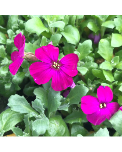 Обрієта гібридна Каскад Ред (червона) | Aubrieta hybrida Red Cascade (red) | Обриета гибридная Каскад Ред (красная)