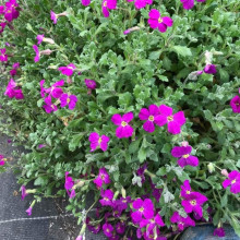Обрієта гібридна Каскад Ред (червона) | Aubrieta hybrida Red Cascade (red) | Обриета гибридная Каскад Ред (красная)