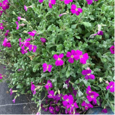 Обрієта гібридна Каскад Ред (червона) | Aubrieta hybrida Red Cascade (red) | Обриета гибридная Каскад Ред (красная)