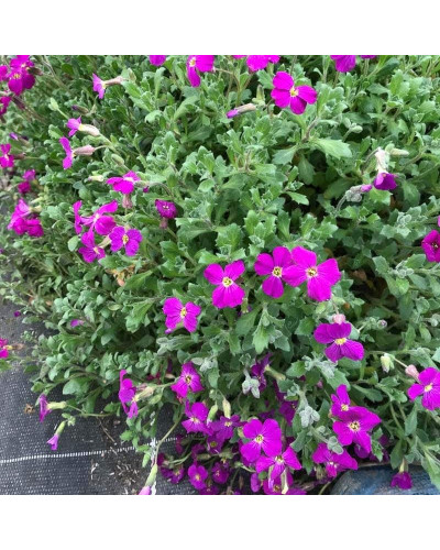 Обрієта гібридна Каскад Ред (червона) | Aubrieta hybrida Red Cascade (red) | Обриета гибридная Каскад Ред (красная)