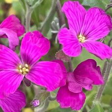 Обрієта гібридна Каскад Ред (червона) | Aubrieta hybrida Red Cascade (red) | Обриета гибридная Каскад Ред (красная)