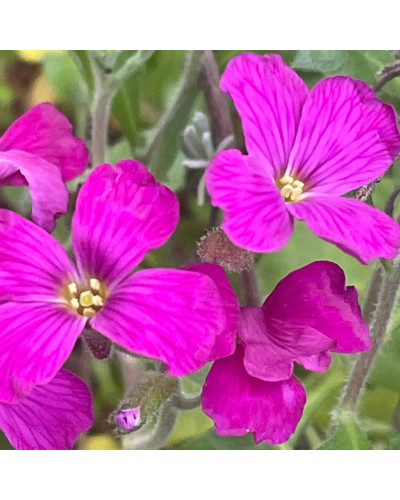 Обрієта гібридна Каскад Ред (червона) | Aubrieta hybrida Red Cascade (red) | Обриета гибридная Каскад Ред (красная)
