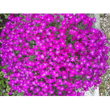 Обрієта гібридна Каскад Ред (червона) | Aubrieta hybrida Red Cascade (red) | Обриета гибридная Каскад Ред (красная)