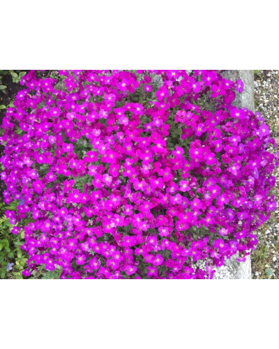 Обрієта гібридна Каскад Ред (червона) | Aubrieta hybrida Red Cascade (red) | Обриета гибридная Каскад Ред (красная)