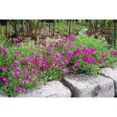 Обрієта гібридна Каскад Ред (червона) | Aubrieta hybrida Red Cascade (red) | Обриета гибридная Каскад Ред (красная)