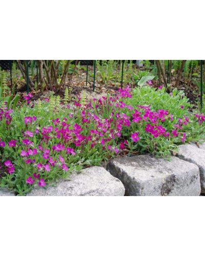 Обрієта гібридна Каскад Ред (червона) | Aubrieta hybrida Red Cascade (red) | Обриета гибридная Каскад Ред (красная)