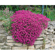 Обрієта гібридна Каскад Ред (червона) | Aubrieta hybrida Red Cascade (red) | Обриета гибридная Каскад Ред (красная)