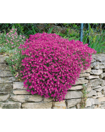 Обрієта гібридна Каскад Ред (червона) | Aubrieta hybrida Red Cascade (red) | Обриета гибридная Каскад Ред (красная)