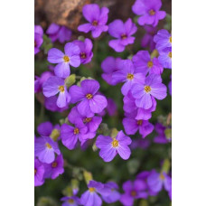 Обрієта гібридна Каскад Пурпл (фіолетова) | Aubrieta hybrida Purple Cascade (violet) | Обриета гибридная Каскад Пурпл (фиолетовая)