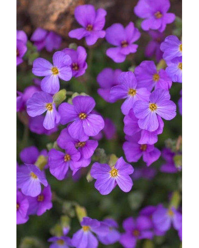 Обрієта гібридна Каскад Пурпл (фіолетова) | Aubrieta hybrida Purple Cascade (violet) | Обриета гибридная Каскад Пурпл (фиолетовая)