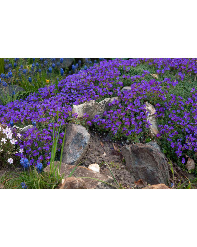 Обрієта гібридна Каскад Пурпл (фіолетова) | Aubrieta hybrida Purple Cascade (violet) | Обриета гибридная Каскад Пурпл (фиолетовая)